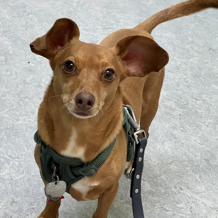 Bedford Pet Urgent Care Picture 2