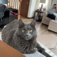 Bedford Pet Urgent Care ico