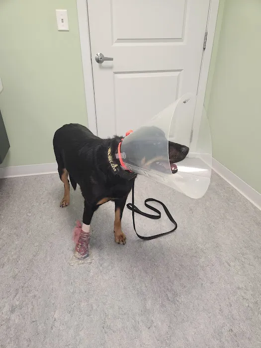 Bedford Pet Urgent Care Picture 4