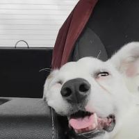 Equine & Canine Wellness, PLLC ico