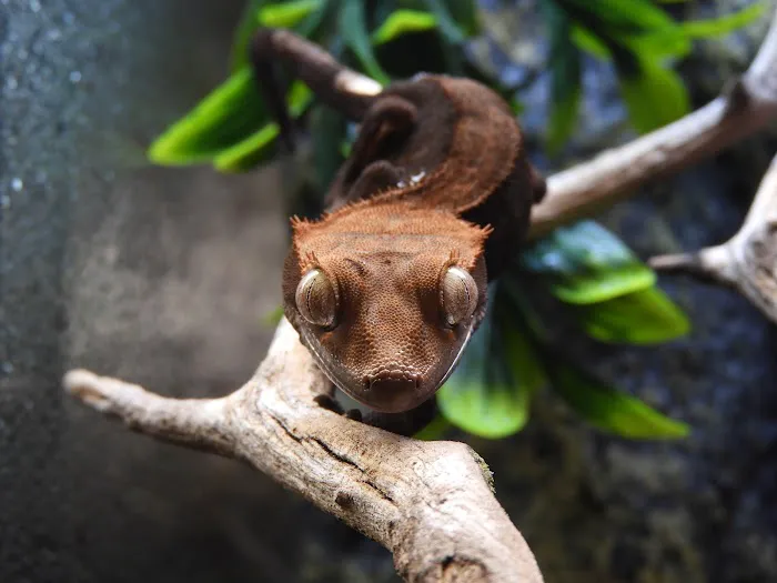 Seven Wonders Pets Picture 5