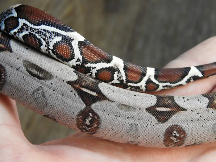 Seven Wonders Pets Picture 6