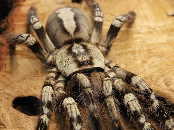 Seven Wonders Pets Picture 7