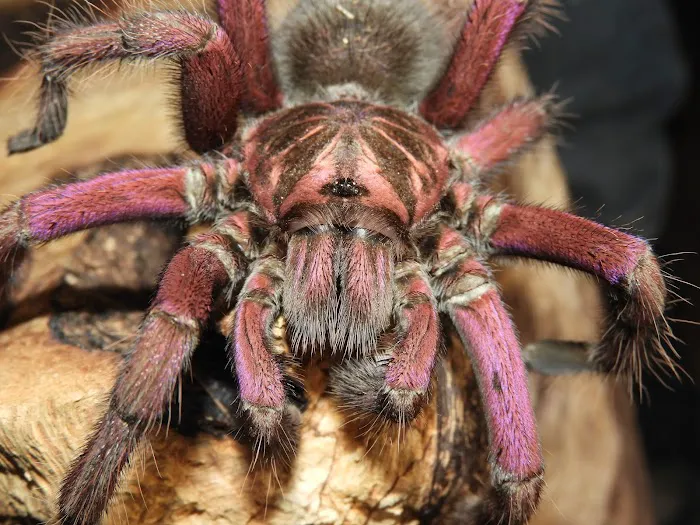 Seven Wonders Pets Picture 8