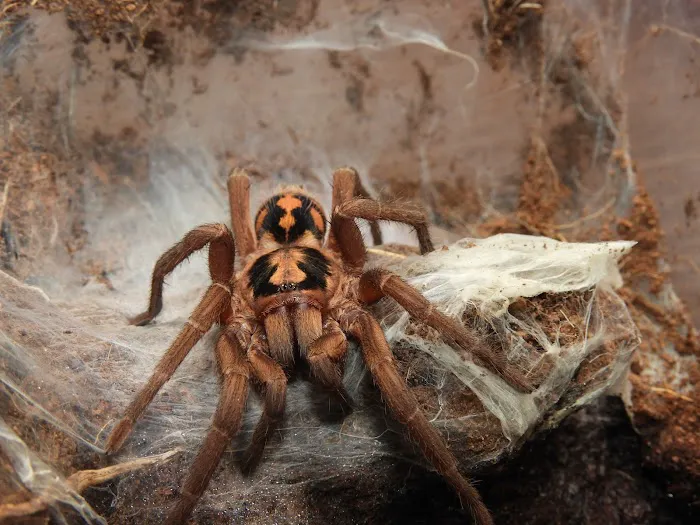 Seven Wonders Pets Picture 10