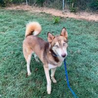 Bedford Animal Hospital ico