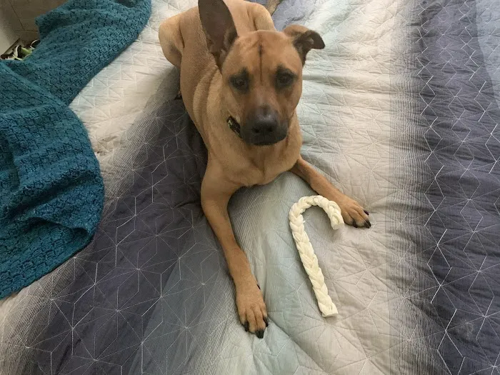 Bedford Animal Hospital Picture 8