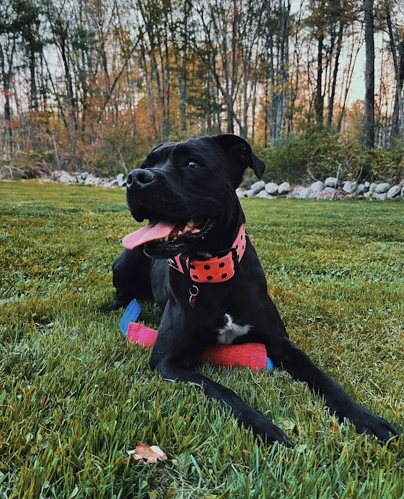 Bedford Animal Hospital Picture 10