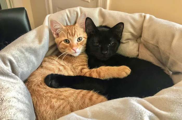 Bedford Animal Hospital Picture 9