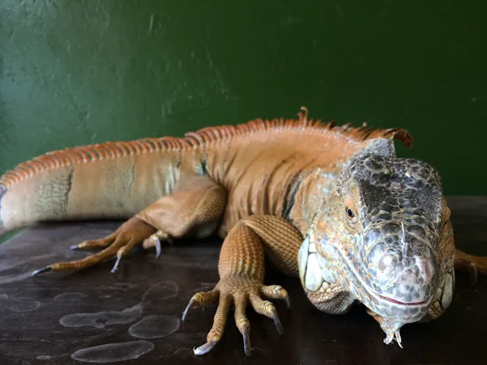 316 Reptiles Picture 2