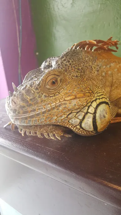 316 Reptiles Picture 6