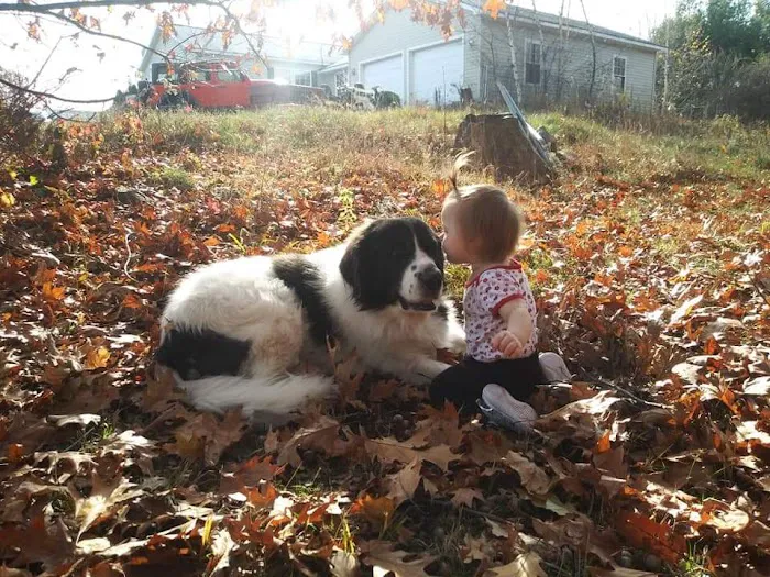 Goffstown Animal Hospital Picture 2