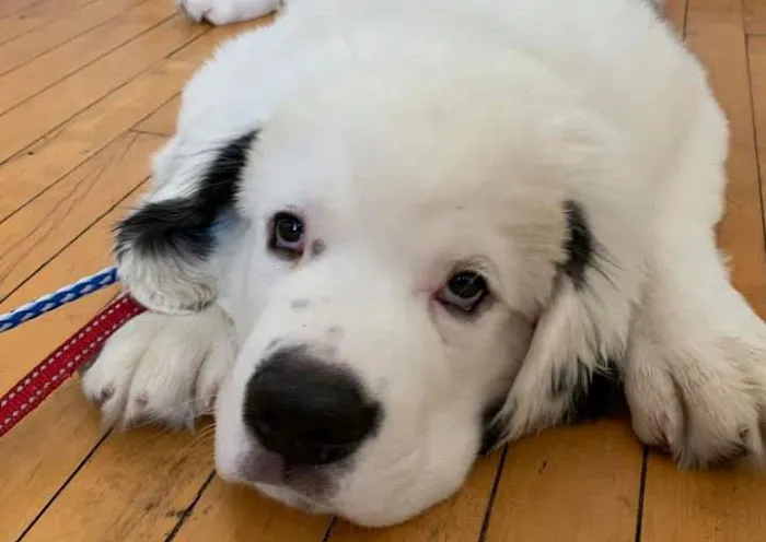 Goffstown Animal Hospital Picture 1