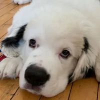 Goffstown Animal Hospital ico