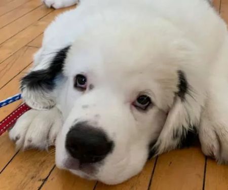 Goffstown Animal Hospital