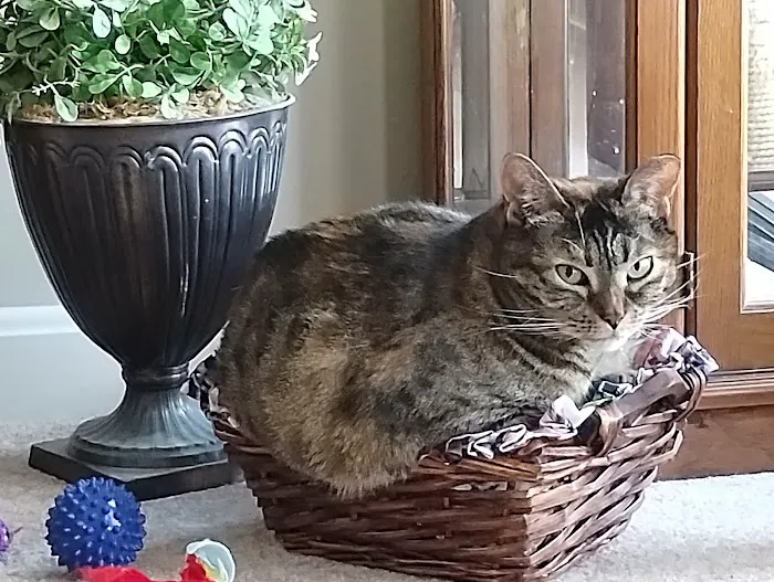 Goffstown Animal Hospital Picture 4