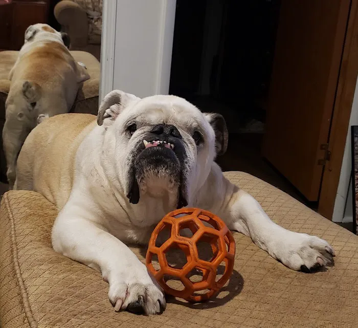 Goffstown Animal Hospital Picture 6