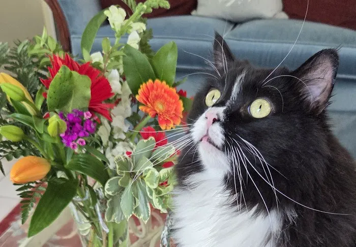 Goffstown Animal Hospital Picture 7