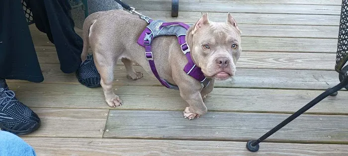 Goffstown Animal Hospital Picture 10