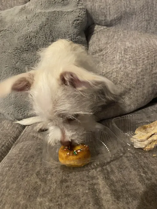 Bentley’s Barkery Picture 10