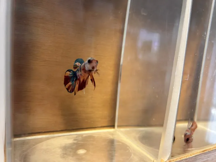 Aquatic Betta Shop Picture 2