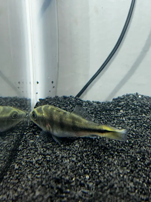 Aquatic Betta Shop Picture 3