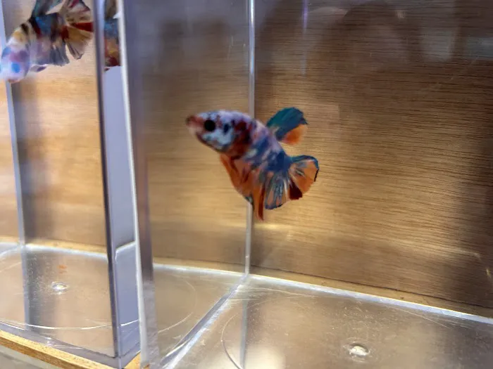 Aquatic Betta Shop Picture 8