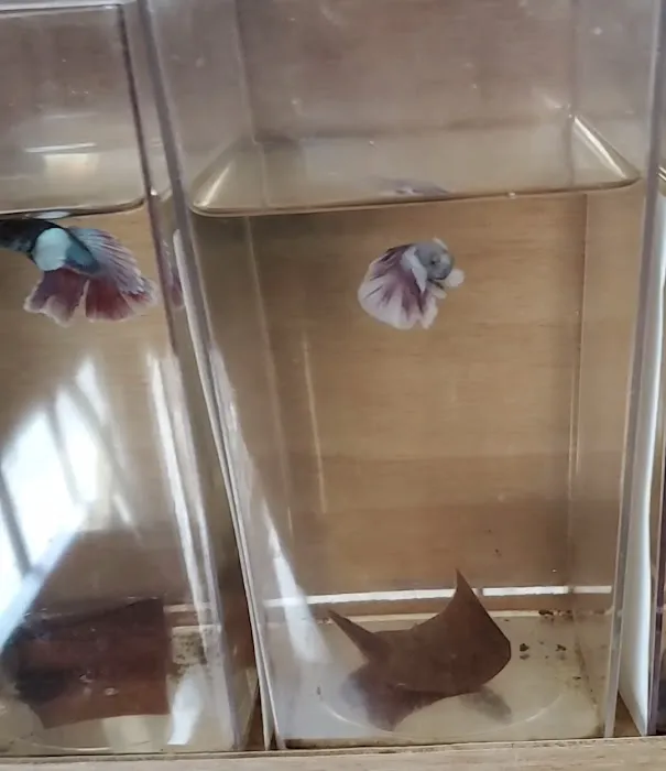 Aquatic Betta Shop Picture 6