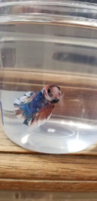 Aquatic Betta Shop Picture 4