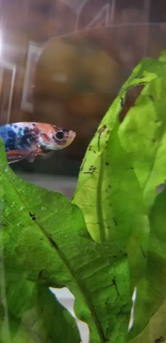 Aquatic Betta Shop Picture 9