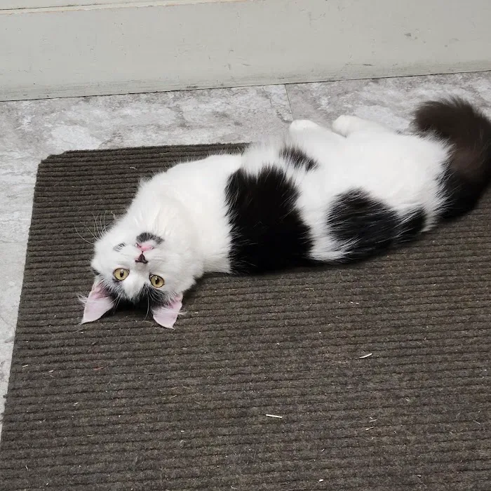 Westminster Animal Hospital Picture 1