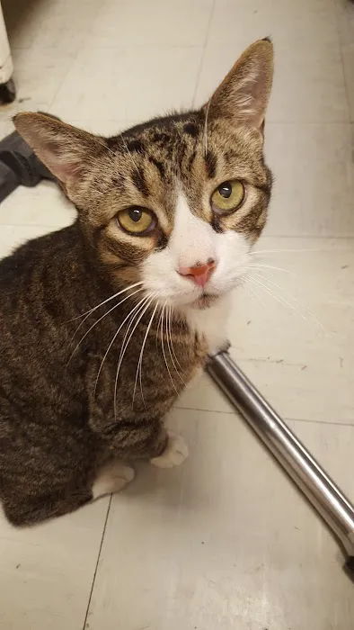 Westminster Animal Hospital Picture 4