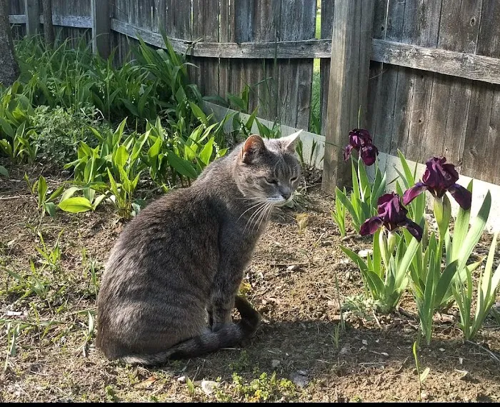 Westminster Animal Hospital Picture 5