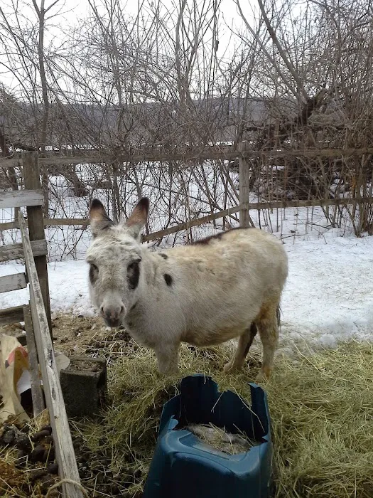 Westminster Animal Hospital Picture 10
