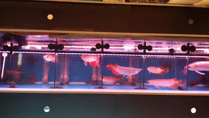 Bobo Fish Farm Picture 4