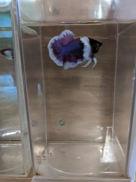 Bobo Fish Farm Picture 9