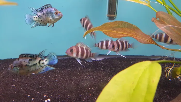 Bobo Fish Farm Picture 7