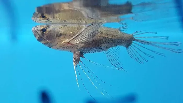 Bobo Fish Farm Picture 10