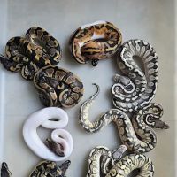 Aquatic Pets and Reptiles ico