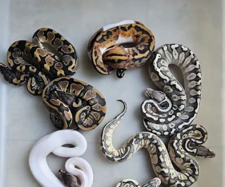 Aquatic Pets and Reptiles