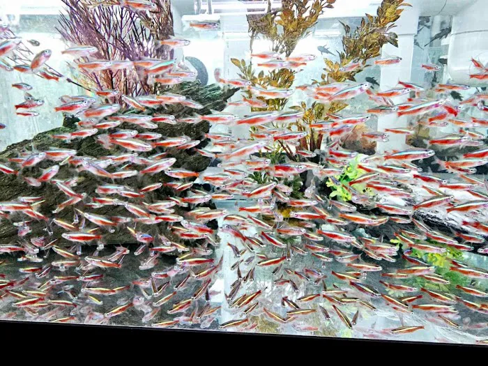 Aquatic Pets and Reptiles Picture 4