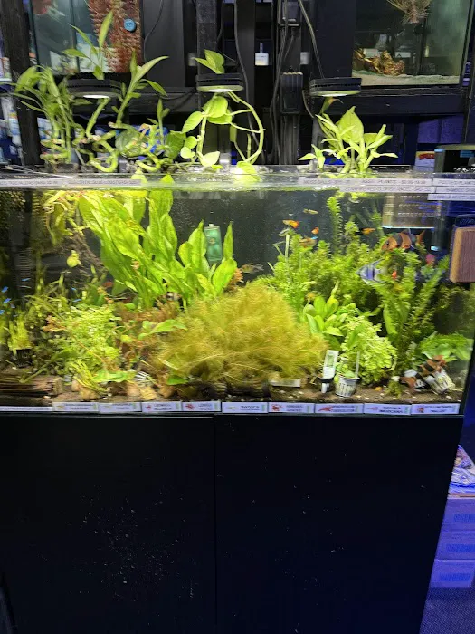 Aquatic Pets and Reptiles Picture 7