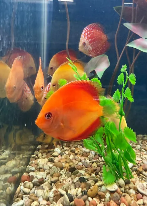 Aquatic Pets and Reptiles Picture 8