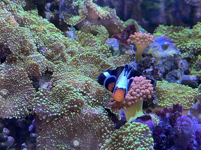 Seven Seas Aquarium Picture 6