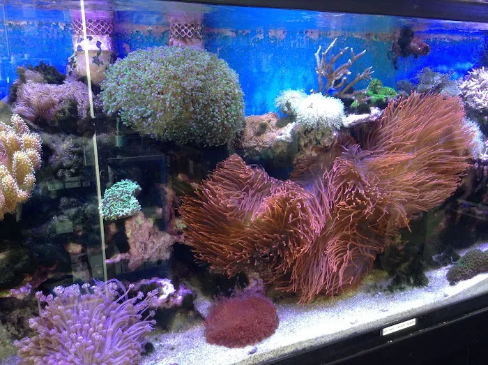 Seven Seas Aquarium Picture 4