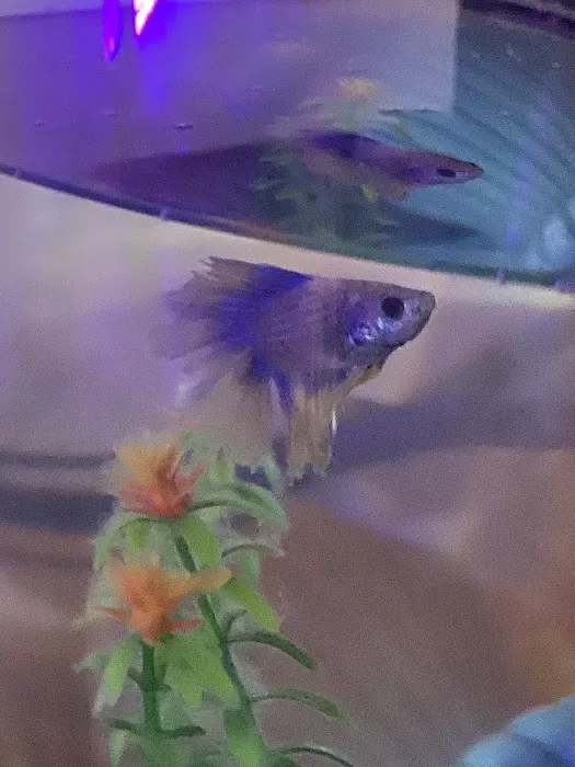 Seven Seas Aquarium Picture 7