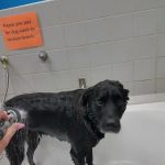Pet Supplies Plus Clovis