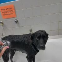 Pet Supplies Plus Clovis ico