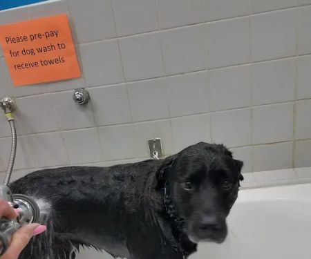 Pet Supplies Plus Clovis