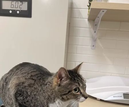 Bond Vet - Chestnut Hill